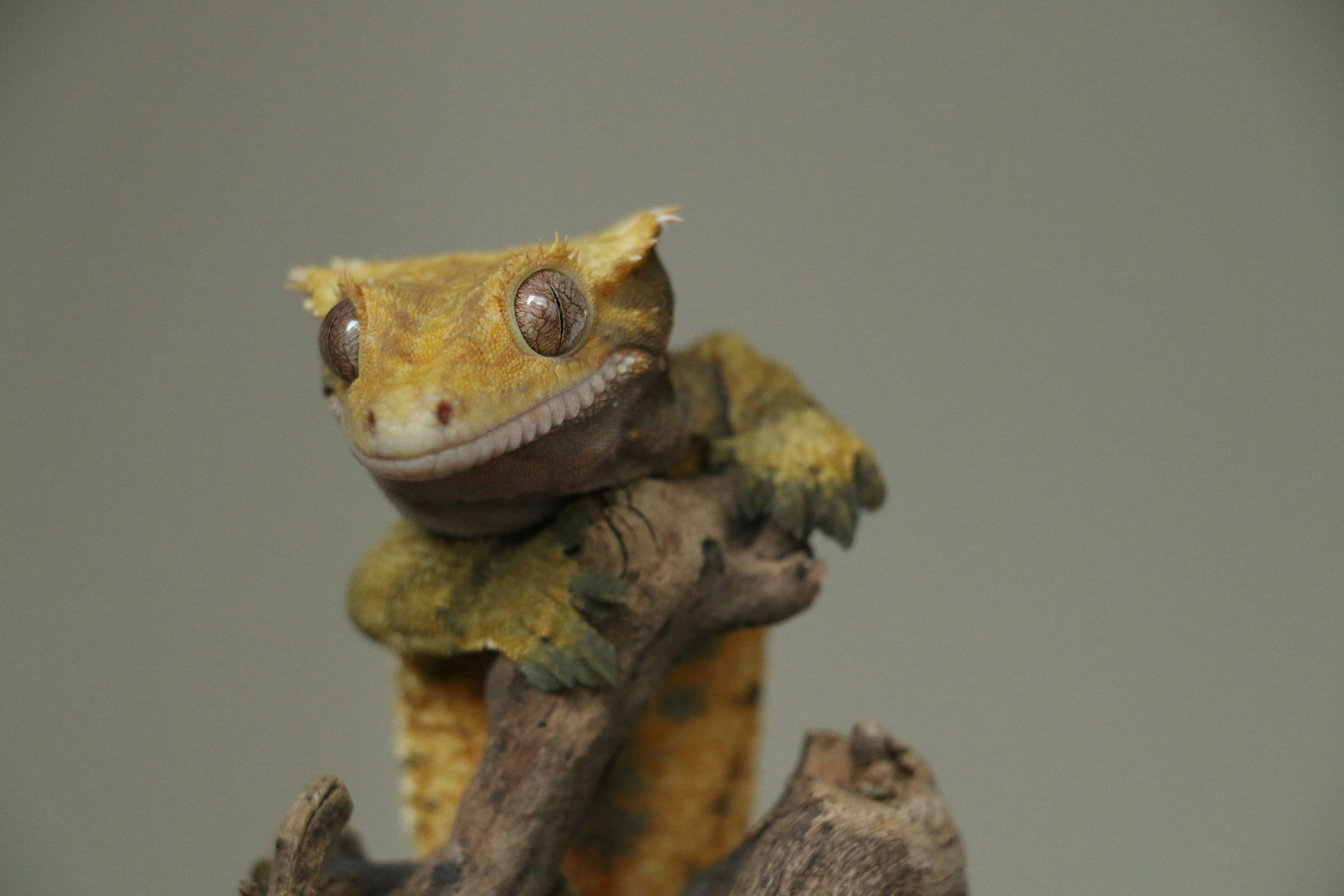 selective focus photo of beige lizard